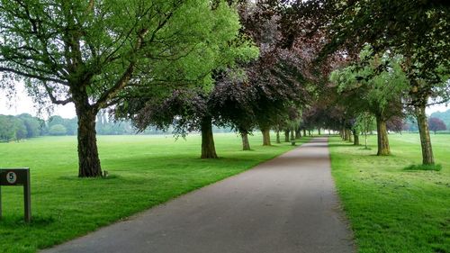 Trees in park