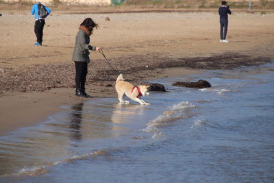 Full length of dog on beach