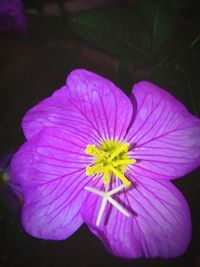 Close-up of purple flower