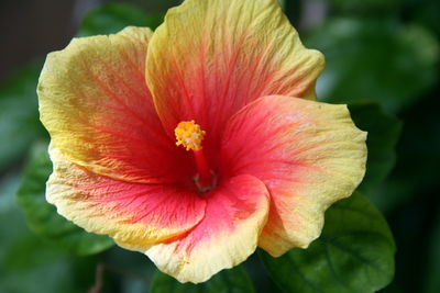 Close-up of red hibiscus flower