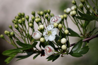 Close-up of white flowering plant