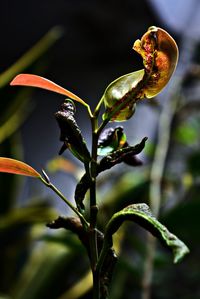 Close-up of plant