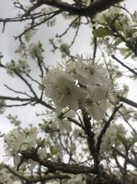 Close-up of blooming tree