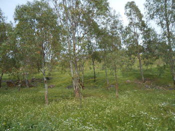 Trees on field in forest