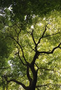 Low angle view of trees in forest