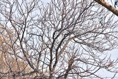 Low angle view of bare tree against sky