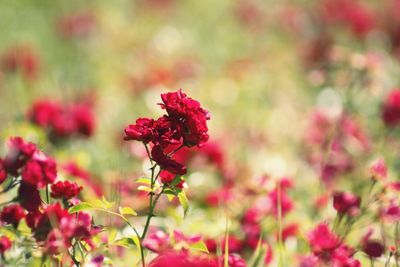 Close-up of red flowering plant on field