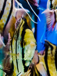 Close-up of fish swimming in sea