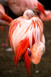 Flamingo at zoo