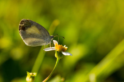 Close-up of butterfly pollinating on flower