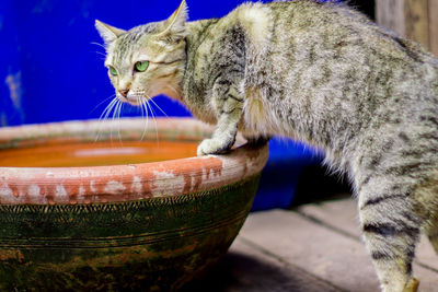 Close-up of cat in container