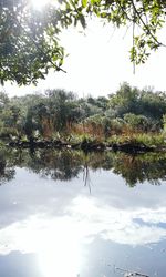 Reflection of trees in water