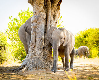 Elephant walking on field