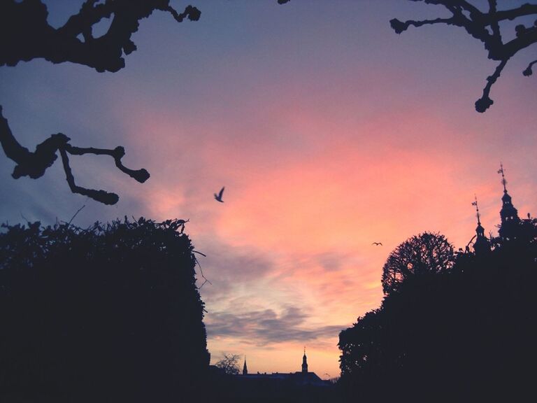 silhouette, sunset, tree, sky, low angle view, bird, flying, animal themes, animals in the wild, dusk, cloud - sky, nature, beauty in nature, building exterior, wildlife, built structure, architecture, outdoors, scenics, cloud