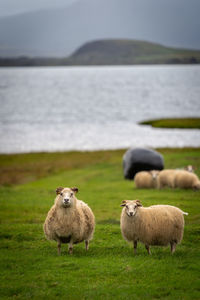 Sheep grazing in lake