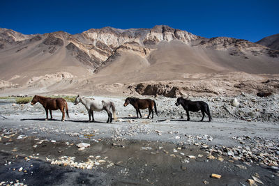 Horses in a valley