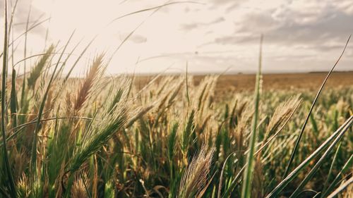 Close-up of stalks in field against sky