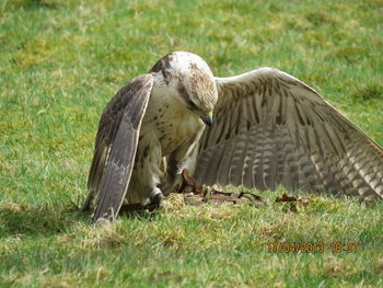 Close-up of eagle on field