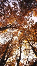 Low angle view of autumnal trees against sky