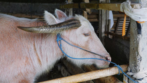 Close-up of a horse