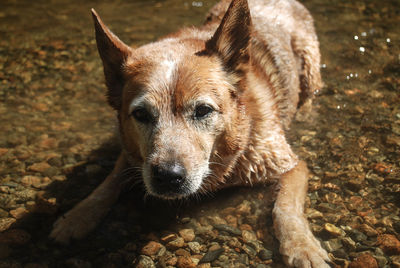 Close-up portrait of dog