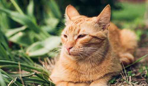 Portrait beautiful red orange cat lies in green grass and plants in summer garden
