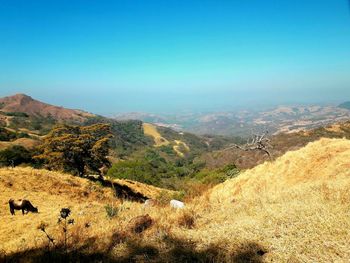 Scenic view of landscape against clear blue sky