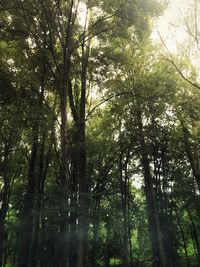 Low angle view of trees in forest