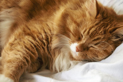 The portrait of red domestic cat which sleeping on white bed.