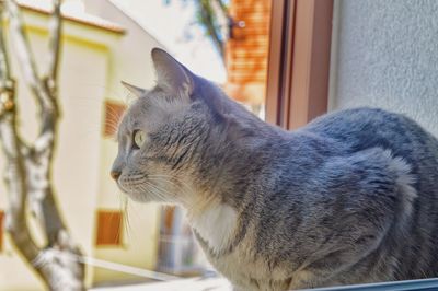 Close-up of a cat looking away at home