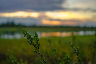 Close-up of plant growing on field against sky