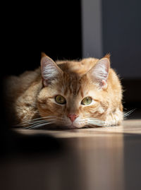 Close-up portrait of a cat