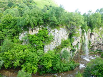 Scenic view of waterfall in forest