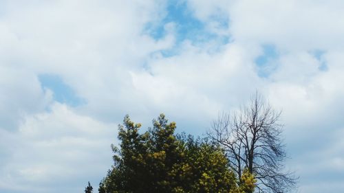 Low angle view of tree against sky