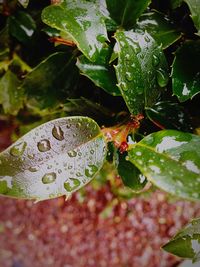 Close up of leaves