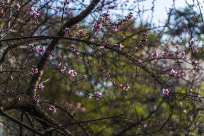 Low angle view of cherry blossoms in spring