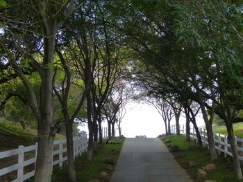 Footpath amidst trees