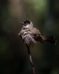 Close-up of bird perching on branch