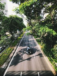 Road amidst trees in city