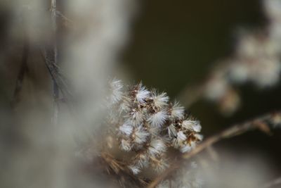 Close-up of wilted dandelion