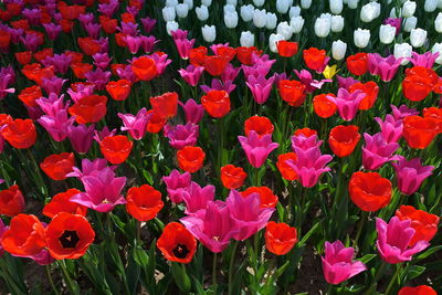 Close-up of pink flowering plants on field