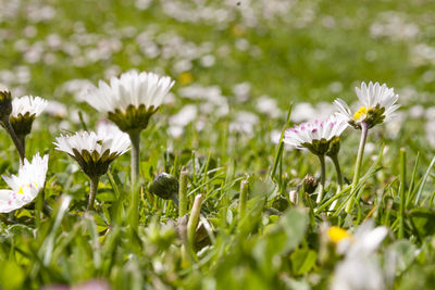 Close-up of white flowering plants on field