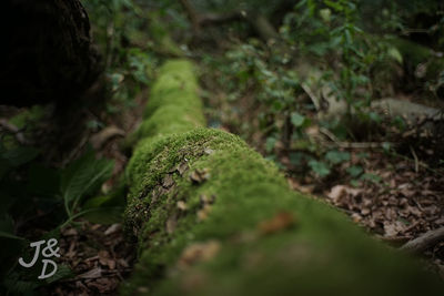 Close-up of moss growing on tree trunk