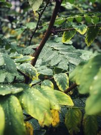 Close-up of raindrops on leaves