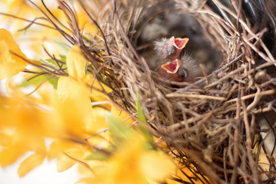 Young birds in nest