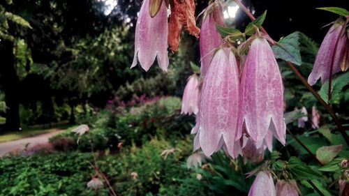 Close-up of pink flowers