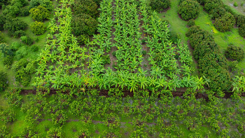 High angle view of trees