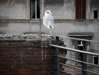 Close-up of seagull perching on brick wall