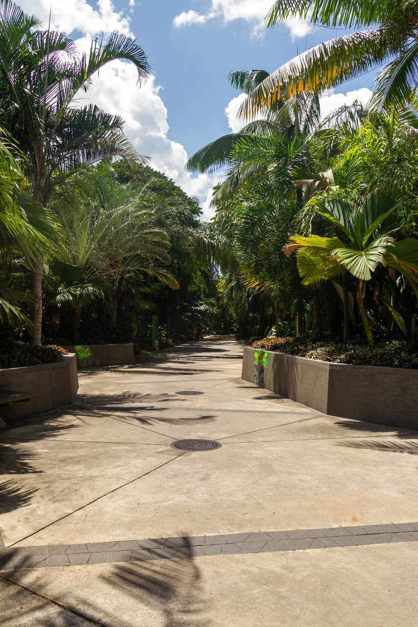 EMPTY ROAD ALONG TREES AND PLANTS