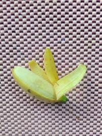 High angle view of fruit on white background